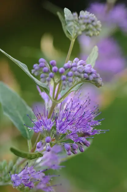 caryopteris flower