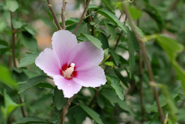 pink hibiscus flower