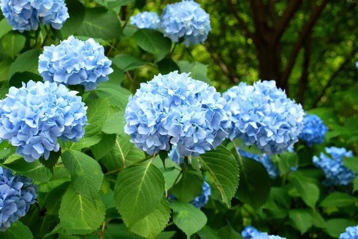blue hydrangea