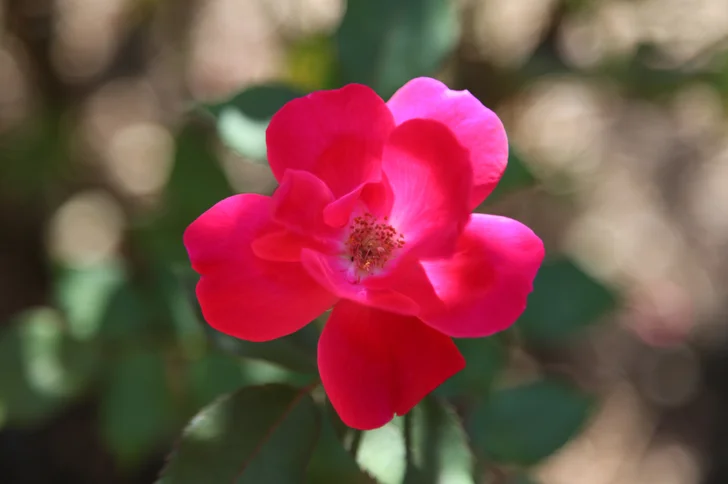 knockout rose