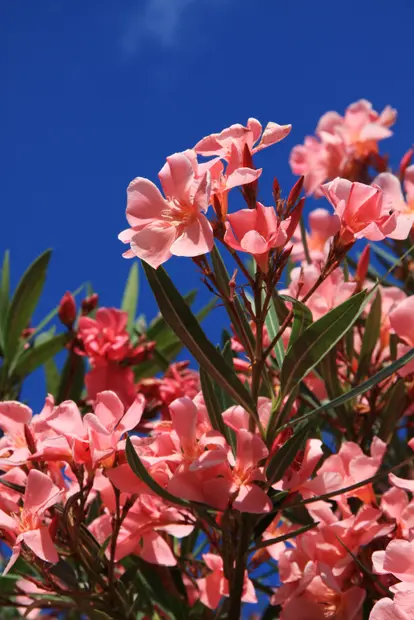 pink oleander
