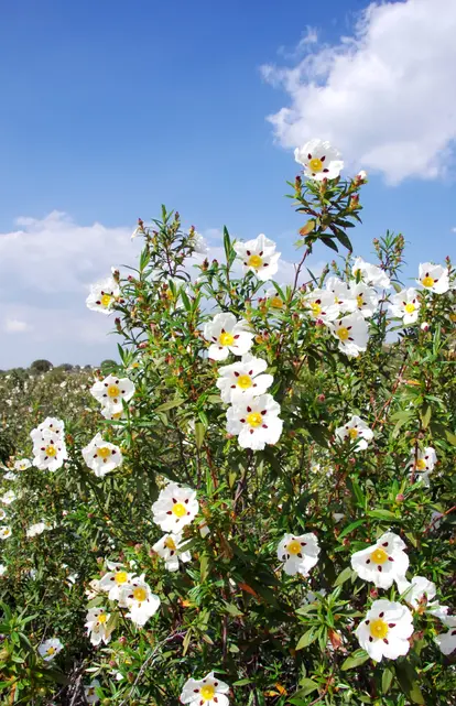 white rockrose