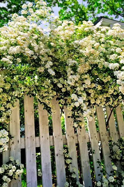 spirea over fence