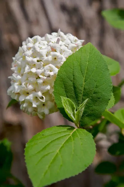 white viburnum