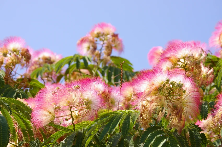 pink mimosa flowers