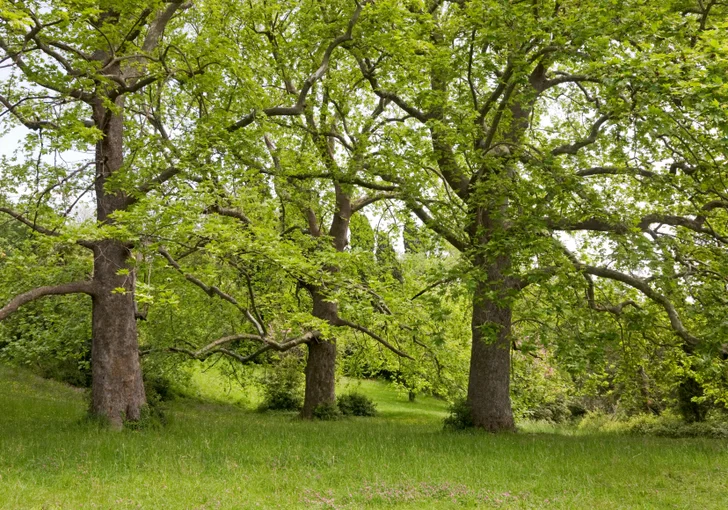 sycamore grove