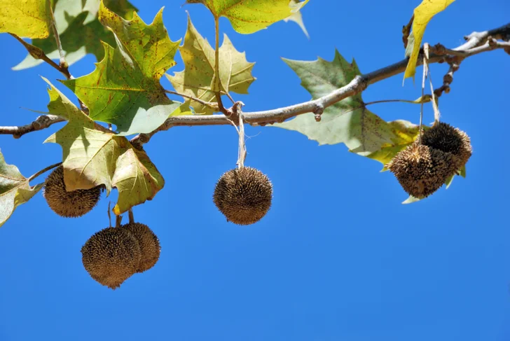 sycamore seeds