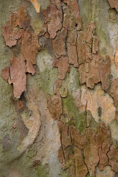 sycamore bark