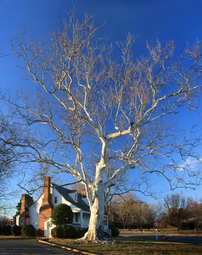 dormant sycamore