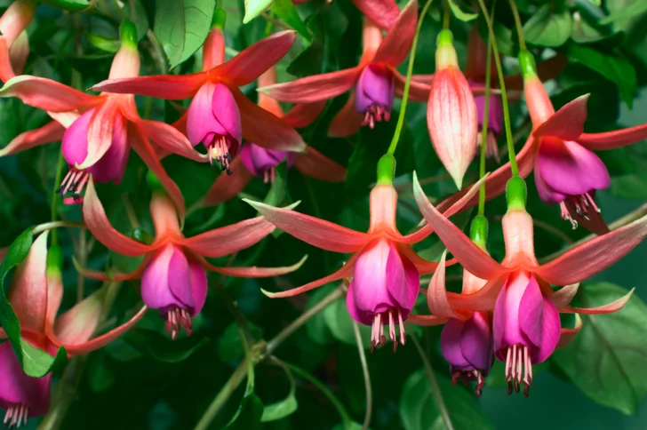 hanging fuchsia flowers