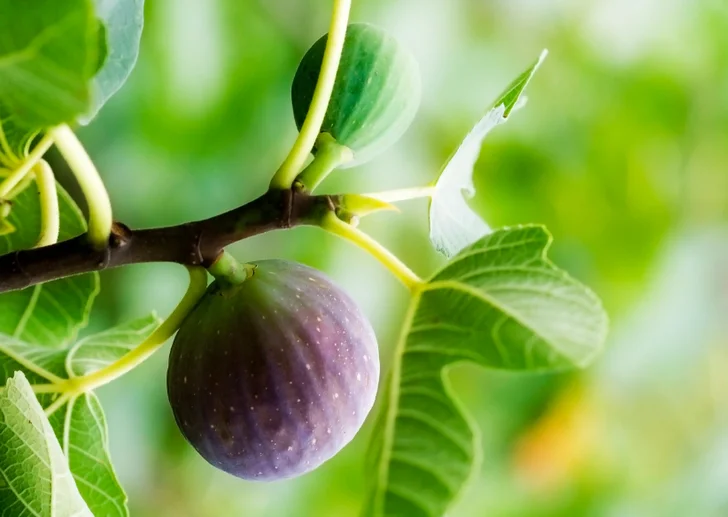 fig on tree