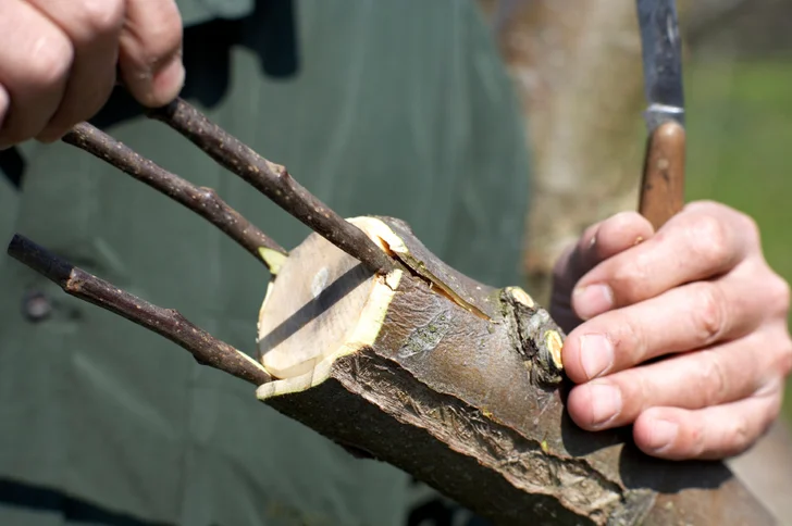 Cleft grafting step 4
