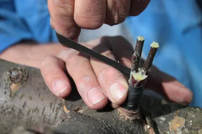 Cleft grafting step 6