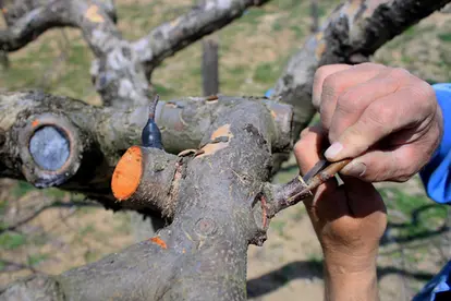 Cleft grafting step 2