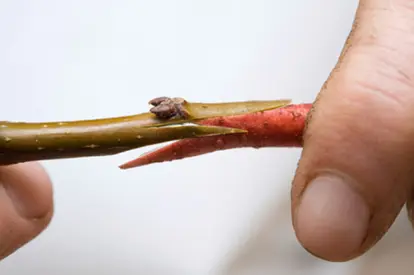 Whip graft step 5