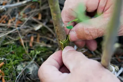 Budding step 8