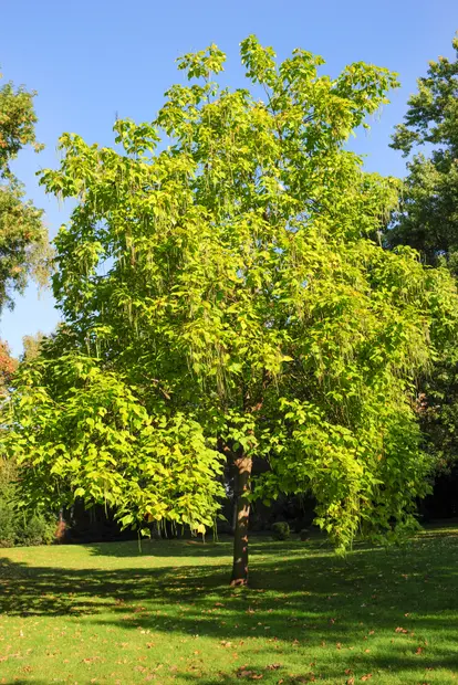 catalpa tree in a lawn