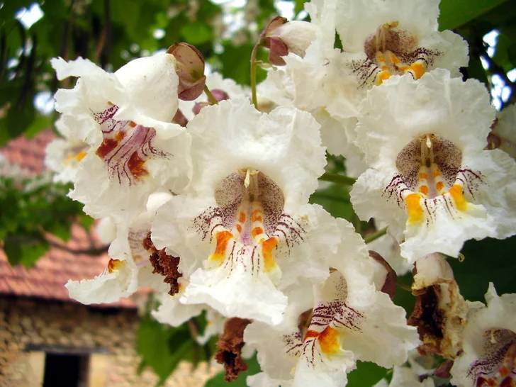 whites purple and yellow catalpa flowers