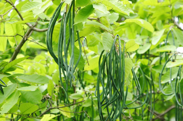 catalpa seeds