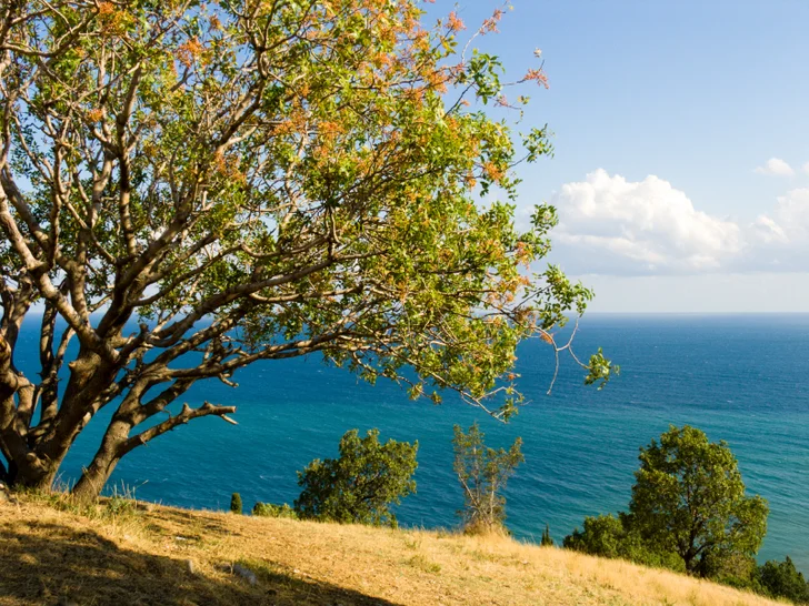 pistachio on hill overlooking the sea