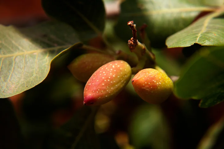 ripe pistachios