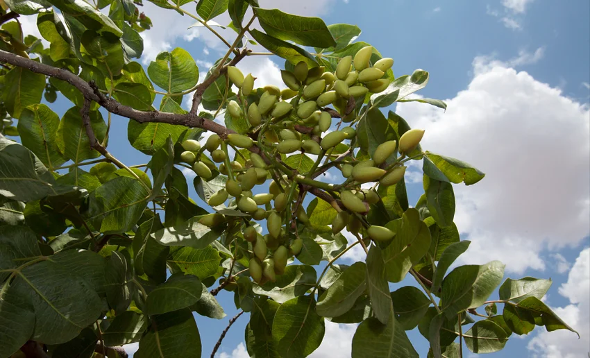 pistachios ripening on the tree