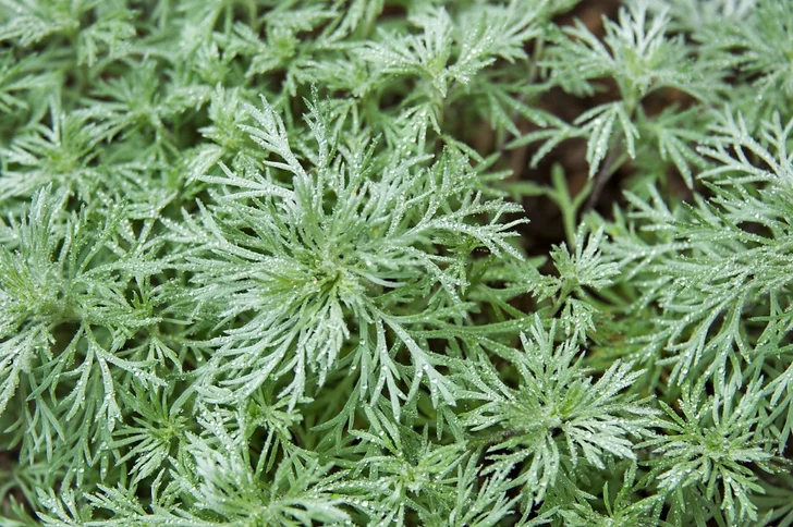 soft grey artemisia foliage