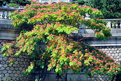 Pink mimosa tree