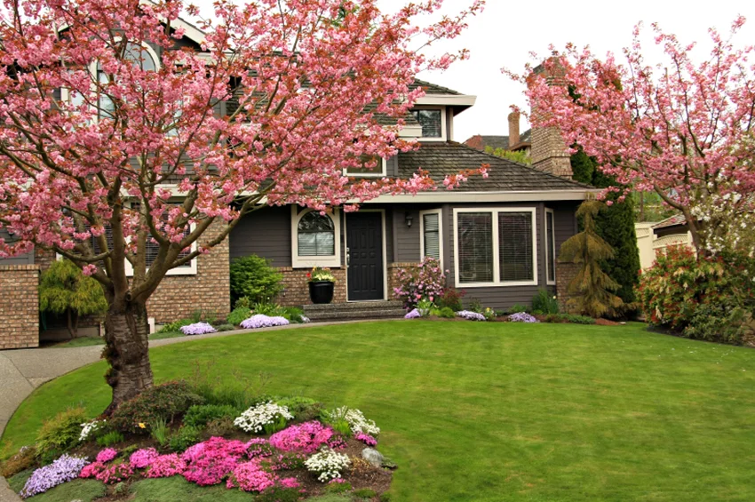 Blossoming Cherry Trees