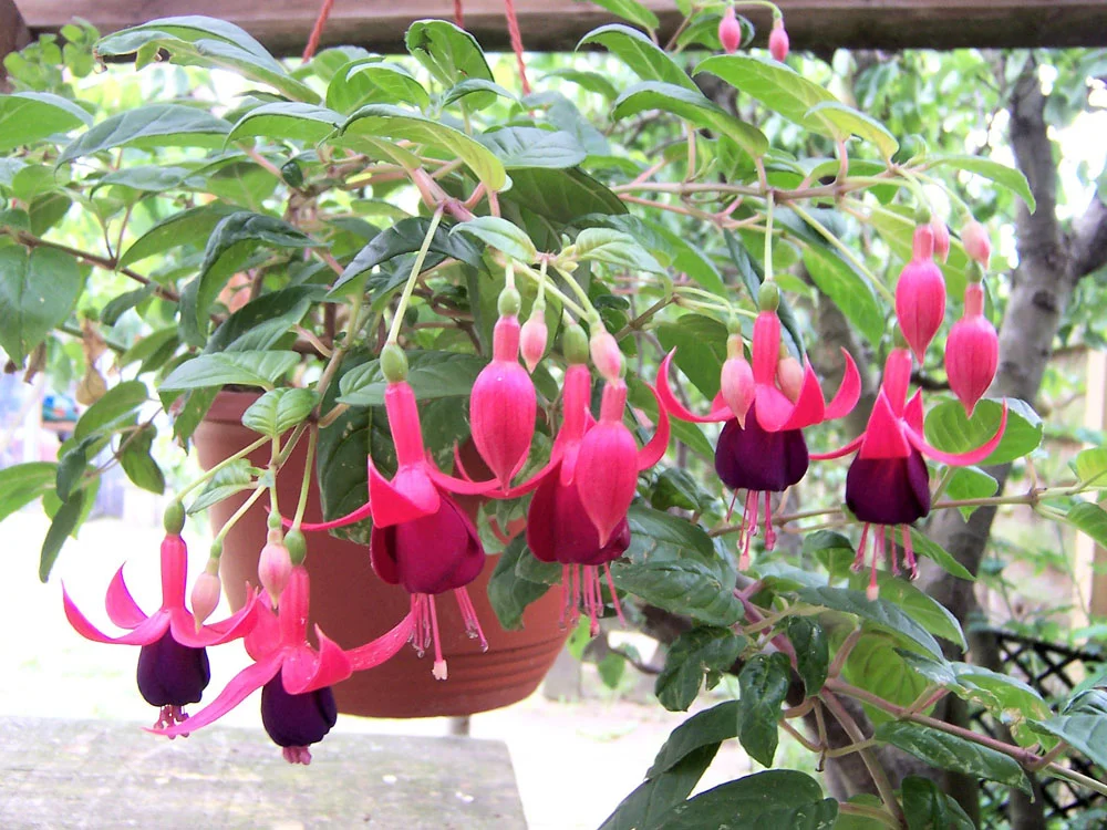fuchsia in hanging basket