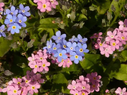 pink and blue forget me nots