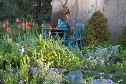 forget me nots in garden