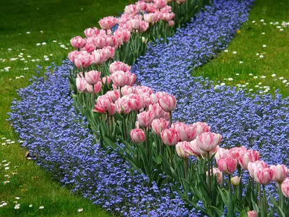 forget me nots with tulips