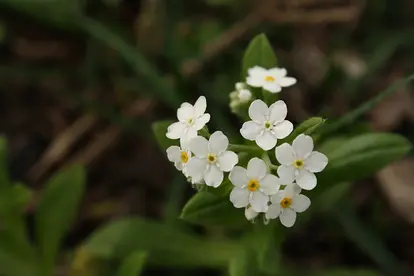 white forget me not