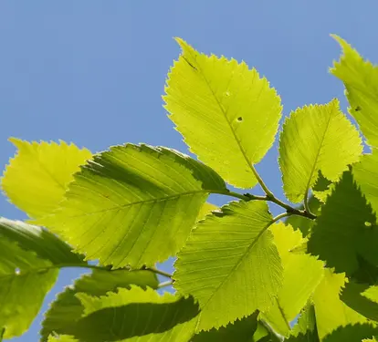 asymmetrical elm leaf pattern