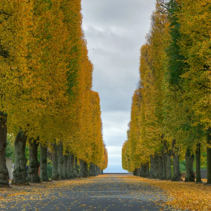 road lined with elms