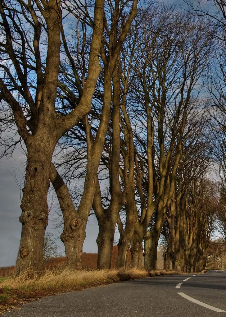dutch elm disease