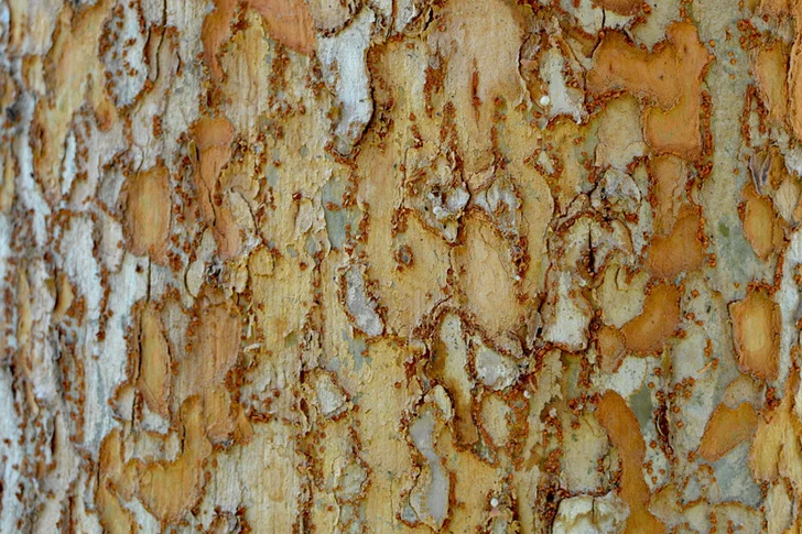 Chinese elm