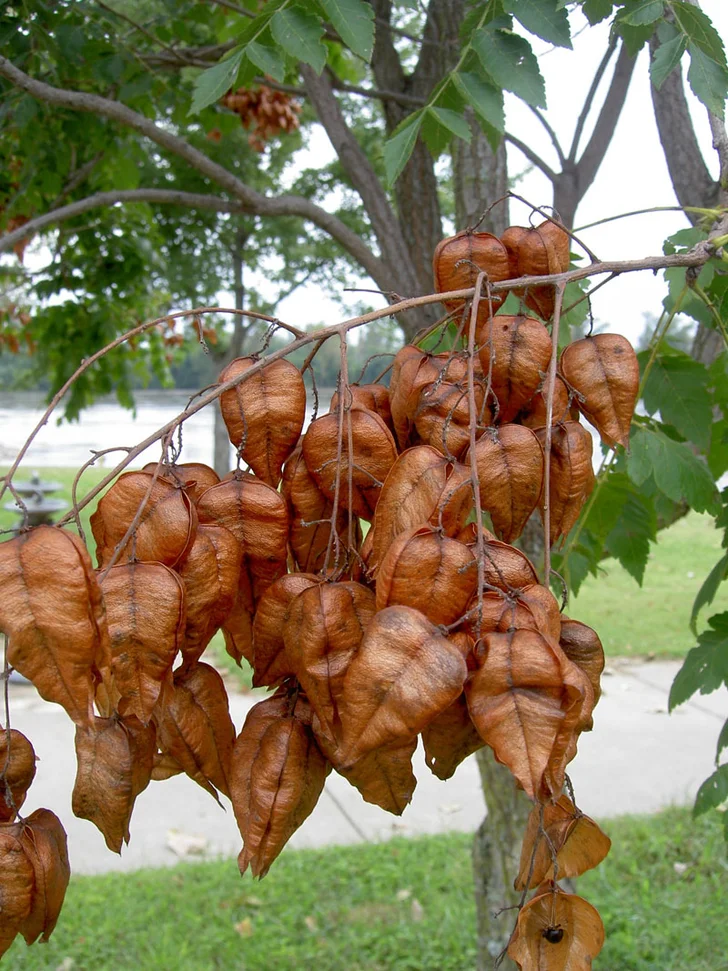 golden rain tree seeds