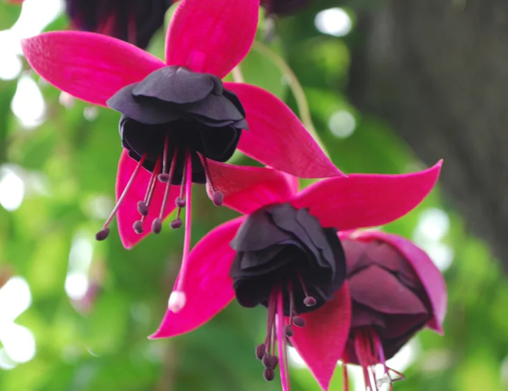fuchsia with black center