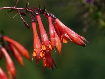 flowers of fuchsia shrub