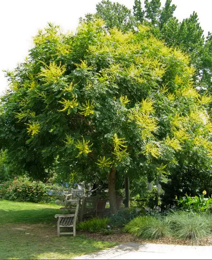 Golden rain tree