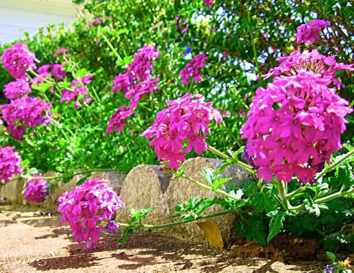purple verbena flowers