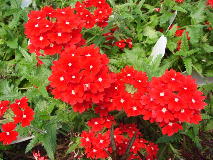 red verbena variety