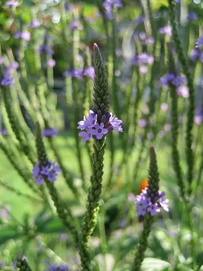 blue vervain