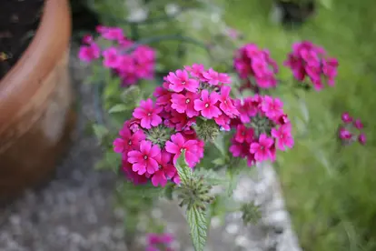 trailing purple verbena
