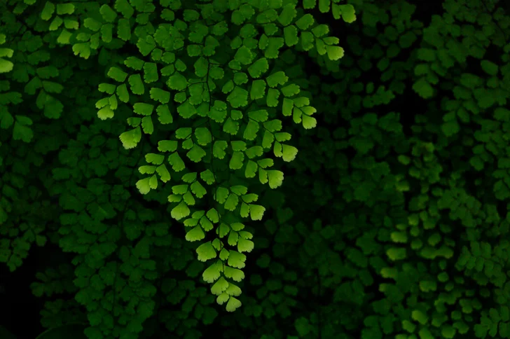 maidenhair fern fronds