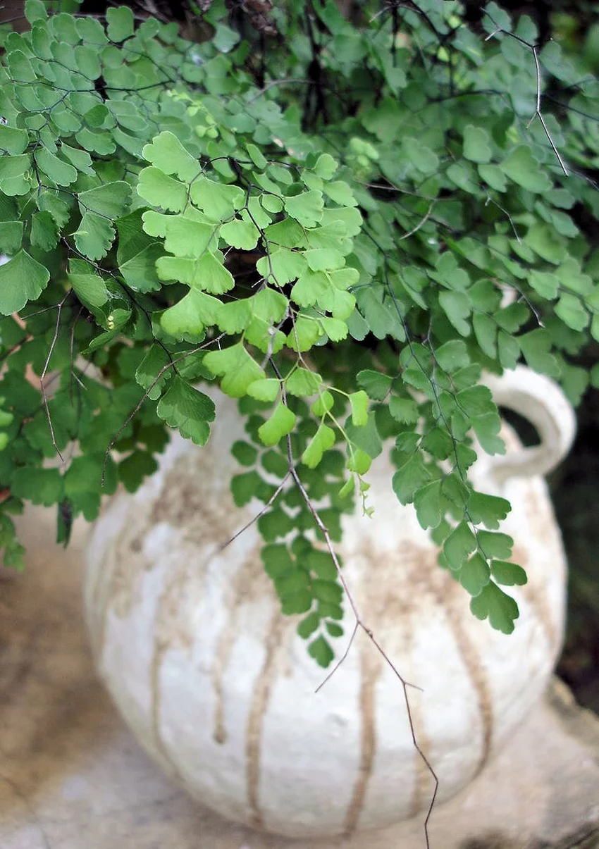 maidenhair fern in old pot