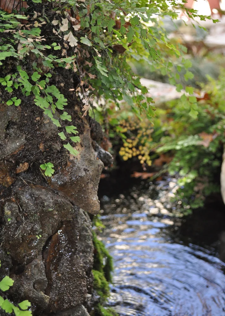 maidenhair fern by water feature