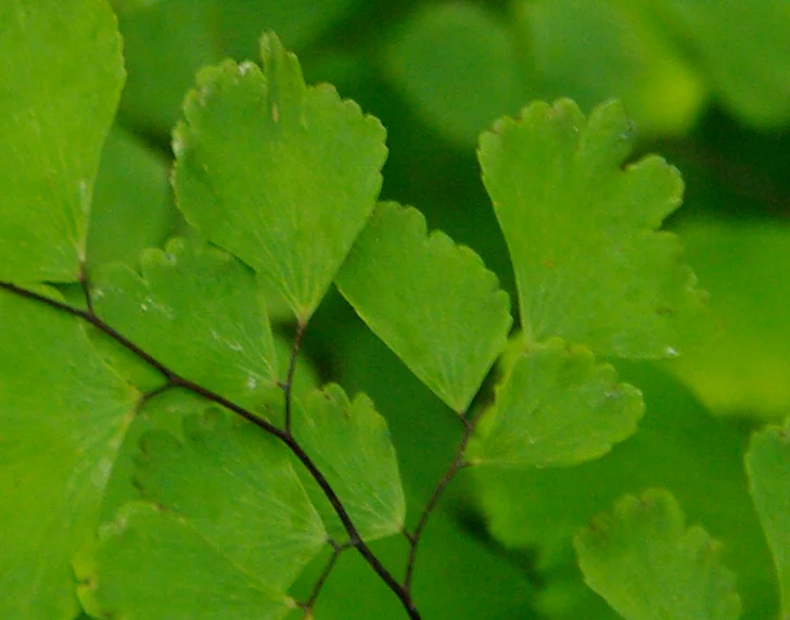 maidenhair fern foliage